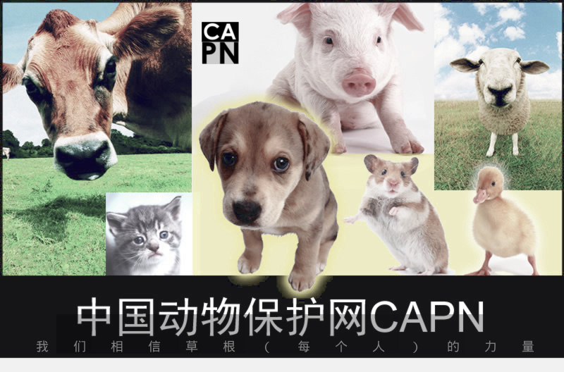 中国动物保护网CAPN——我们相信草根（每个人）的力量